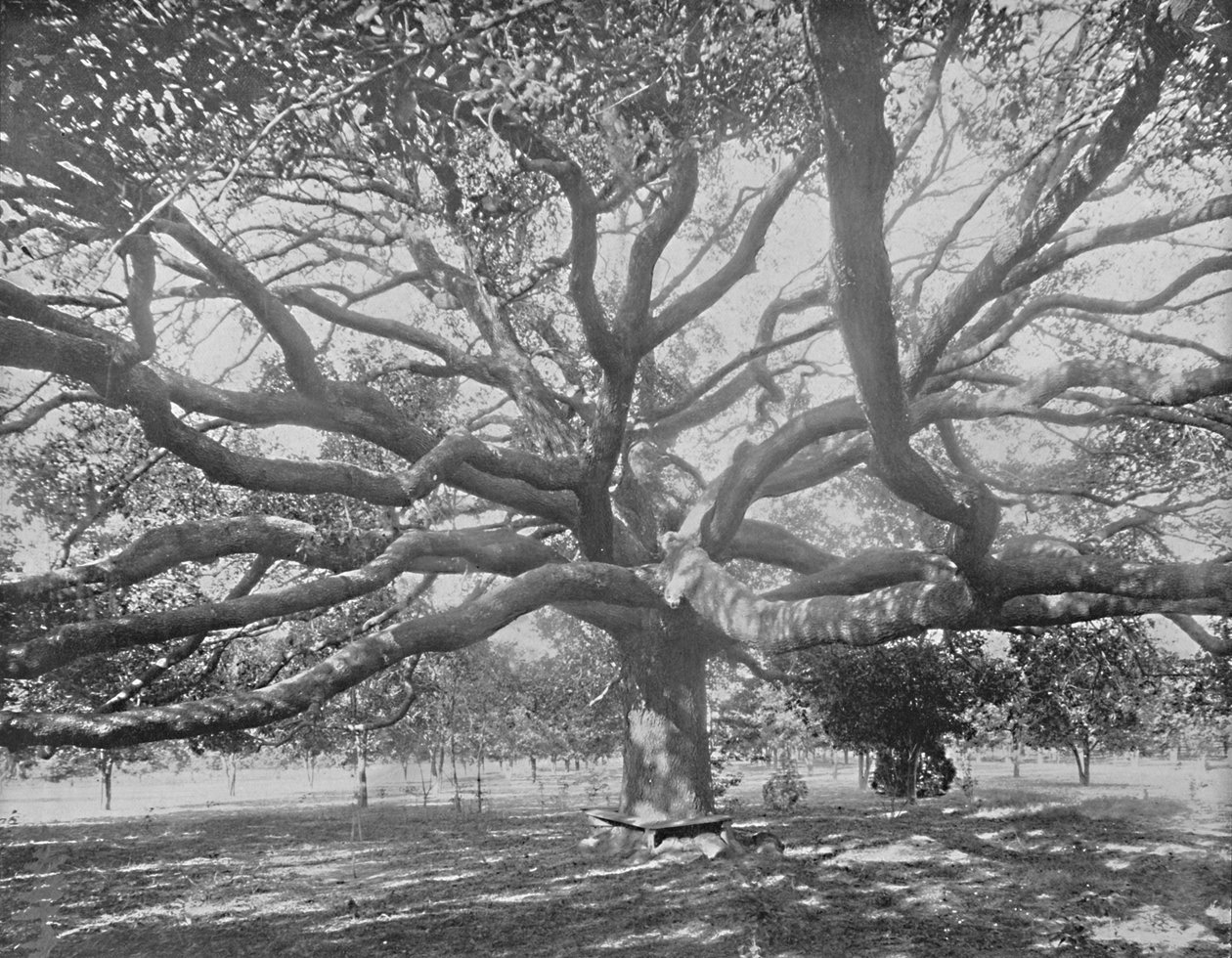 जैक्सनविले, फ्लोरिडा, c1897 के पास मैमथ लाइव ओक। द्वारा अज्ञात
