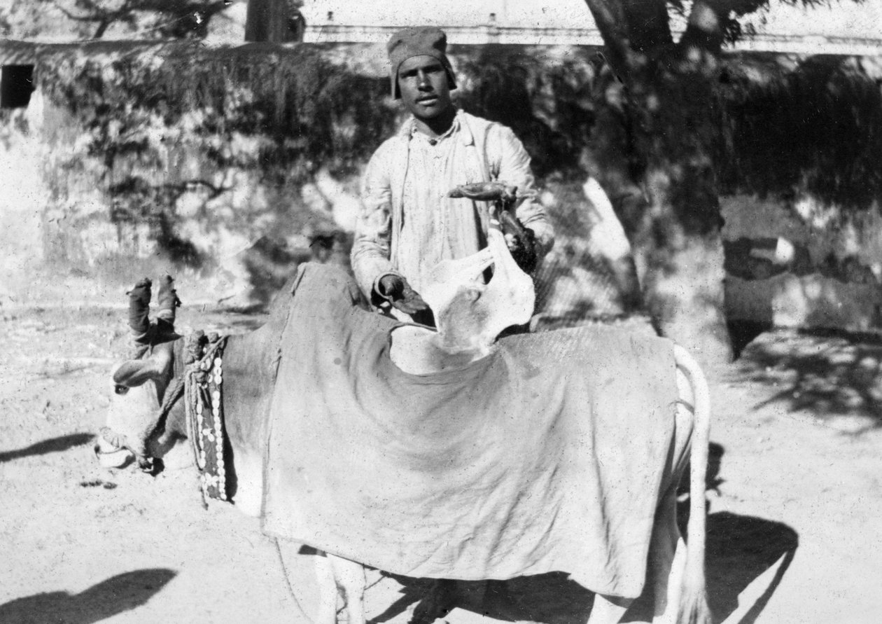 एक विकृत गाय वाला भारत, 1916-1917 द्वारा अज्ञात