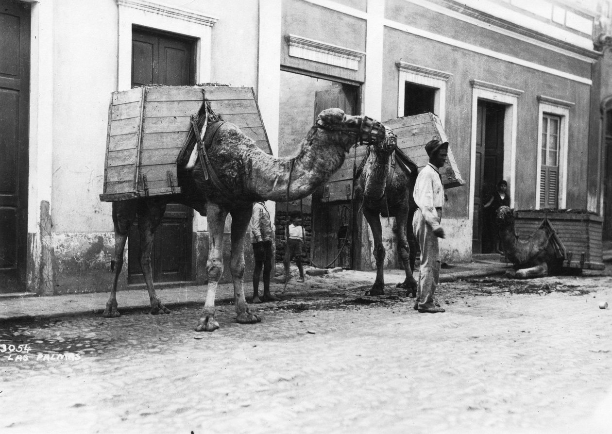 ऊंट के साथ आदमी, लास पालमास, ग्रैन कैनरिया, कैनरी द्वीप, स्पेन, c1920s-c1930s द्वारा अज्ञात
