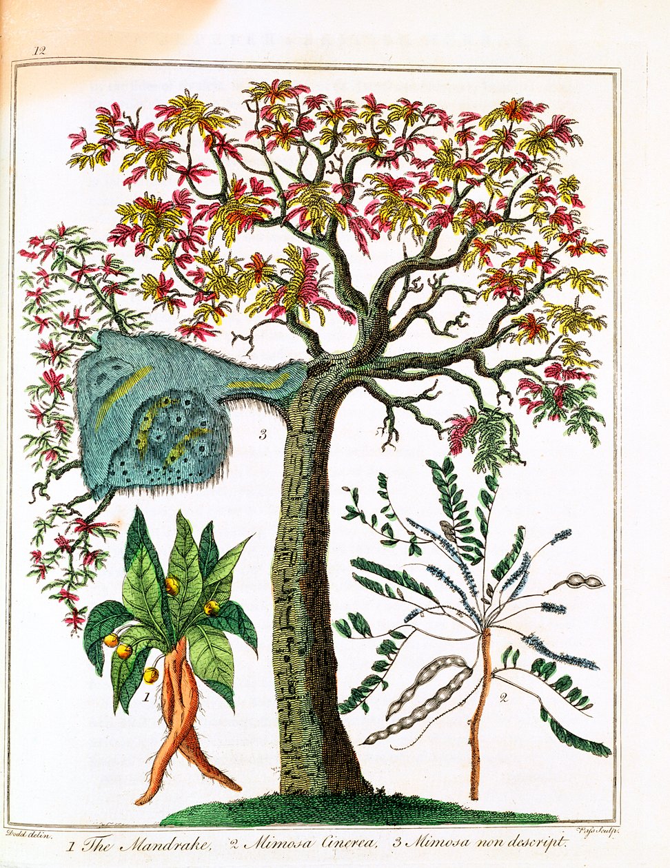 मैन्ड्रेक, संवेदनशील पौधा, और बबूल, c1795 द्वारा अज्ञात