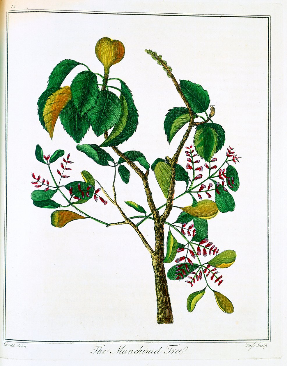 मनिचील वृक्ष हिप्पोमेन मैनसिनेला या ज़हर अमरूद, c1795 द्वारा अज्ञात