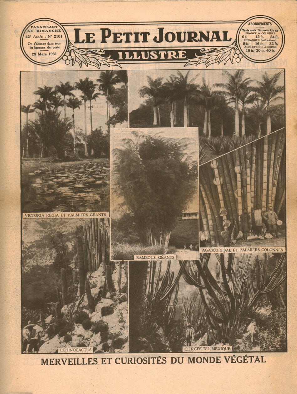 पौधे की दुनिया की चमत्कार और जिज्ञासा, 1931। द्वारा अज्ञात