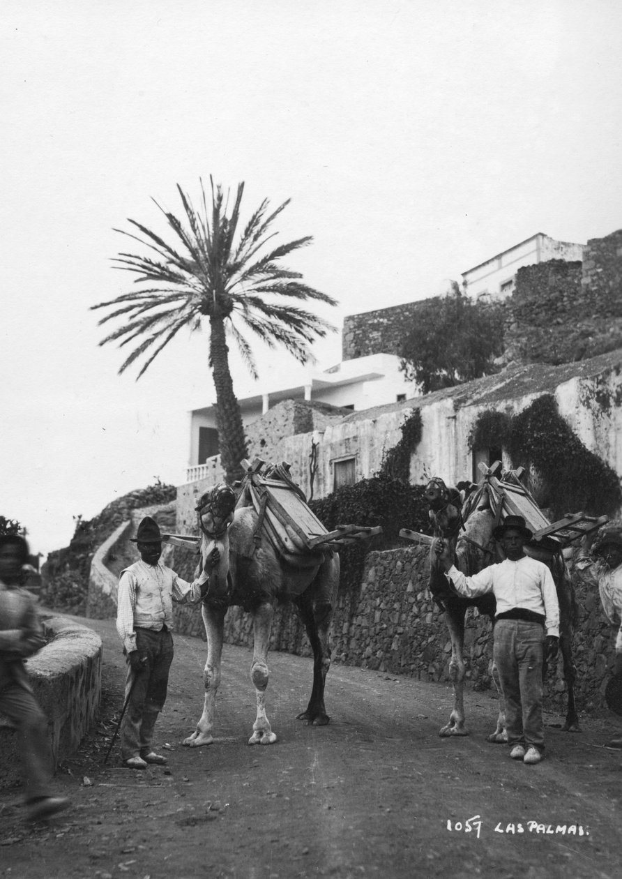 ऊंट, लास पालमास, ग्रैन कैनरिया, कैनरी द्वीप, स्पेन, c1920s-c1930s के साथ पुरुष द्वारा अज्ञात
