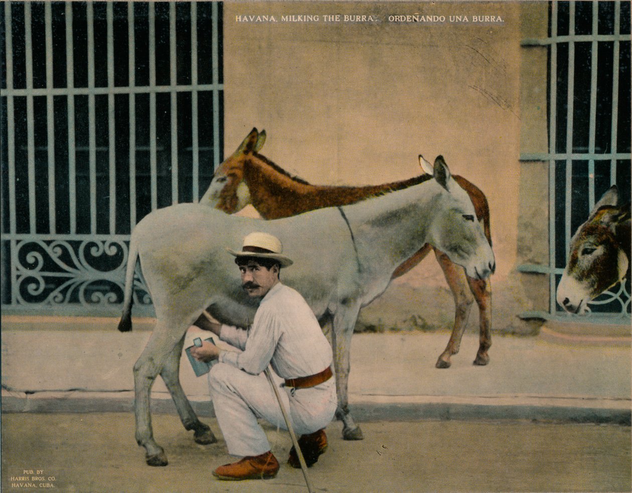 दुहने वाले गधे, हवाना, क्यूबा, c1920 द्वारा अज्ञात