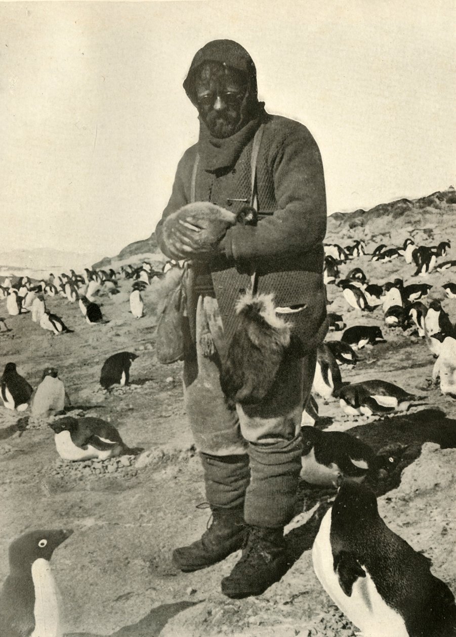 मरे होल्डिंग यंग पेंगुइन, c1908, 1909। द्वारा अज्ञात