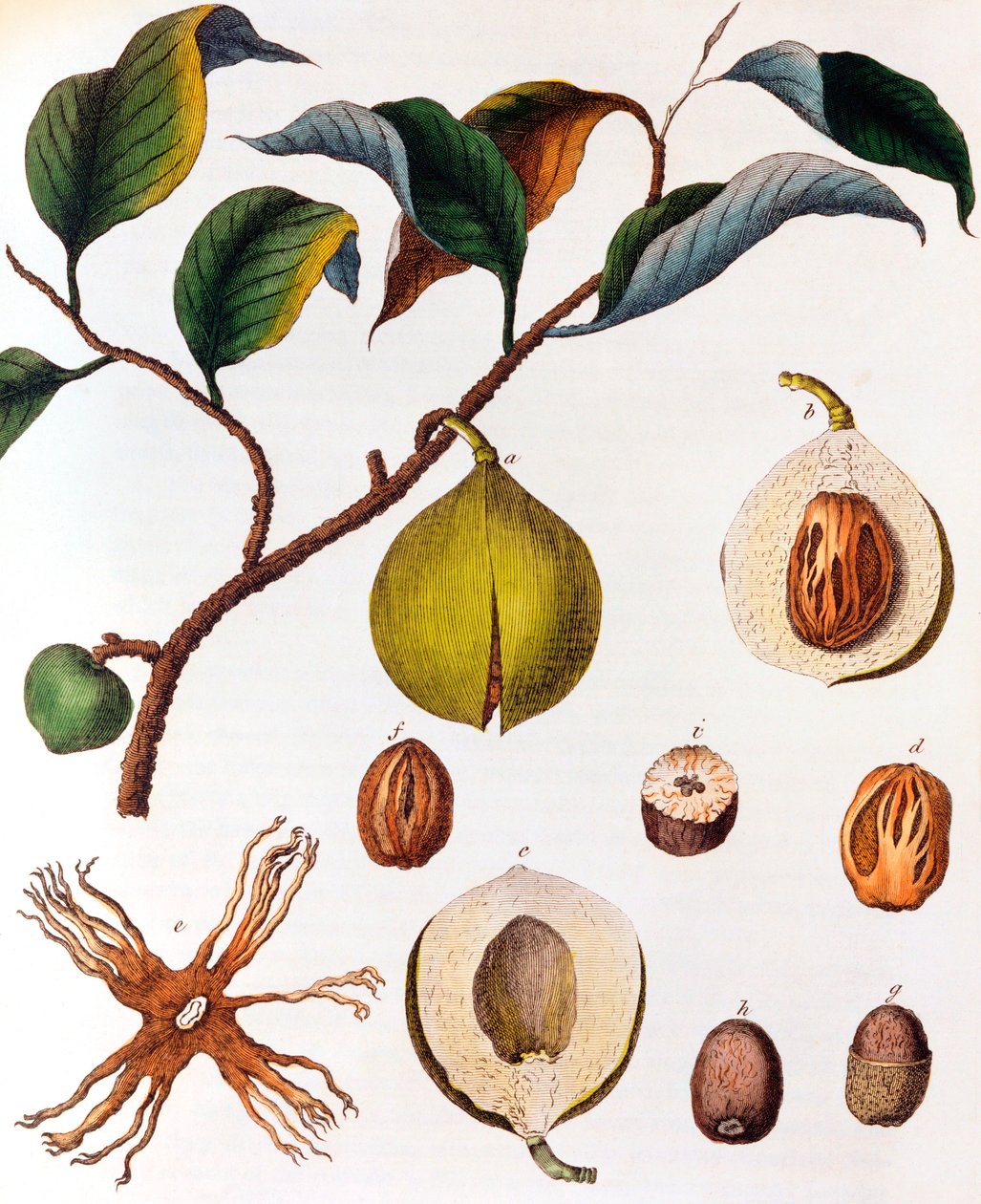 मायर्सिटिका फ्रेग्रेंस - जायफल, c1798 द्वारा अज्ञात