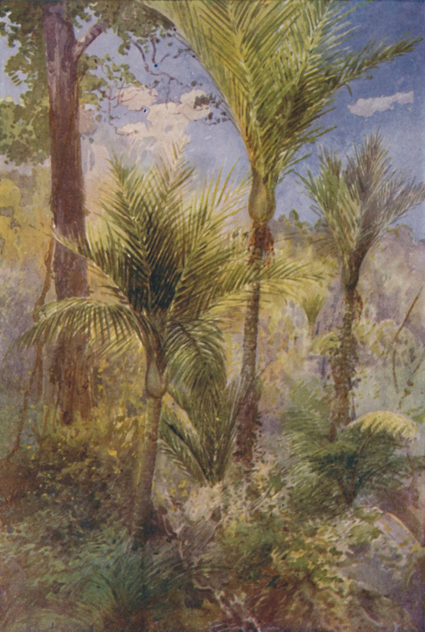 न्यूजीलैंड वन, 1924 द्वारा अज्ञात