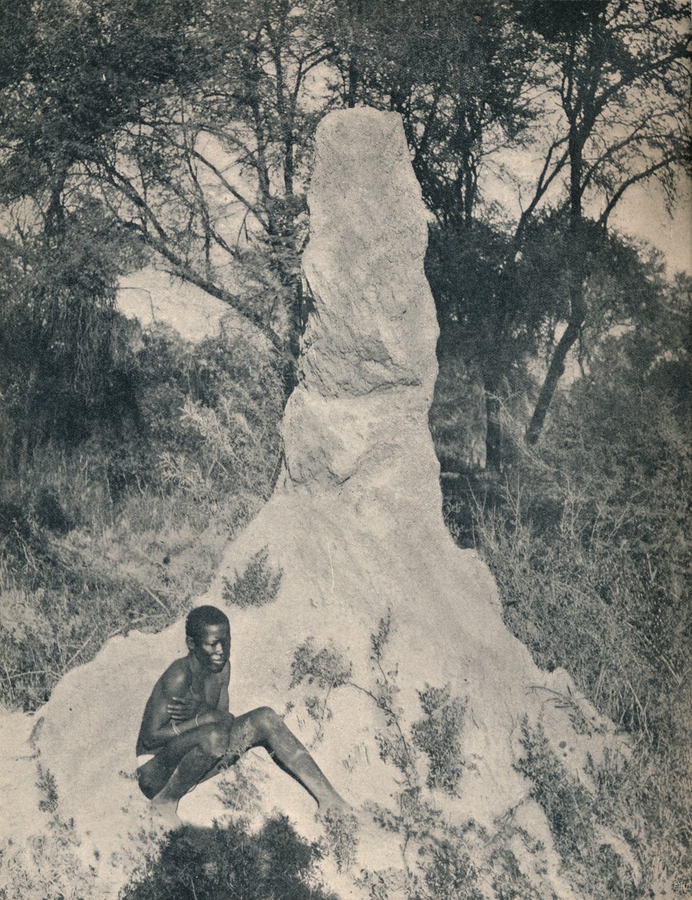 दक्षिण अफ्रीका के कुछ जिलों में विशाल एंट हीप्स अजीबोगरीब में से एक, c1900। द्वारा अज्ञात