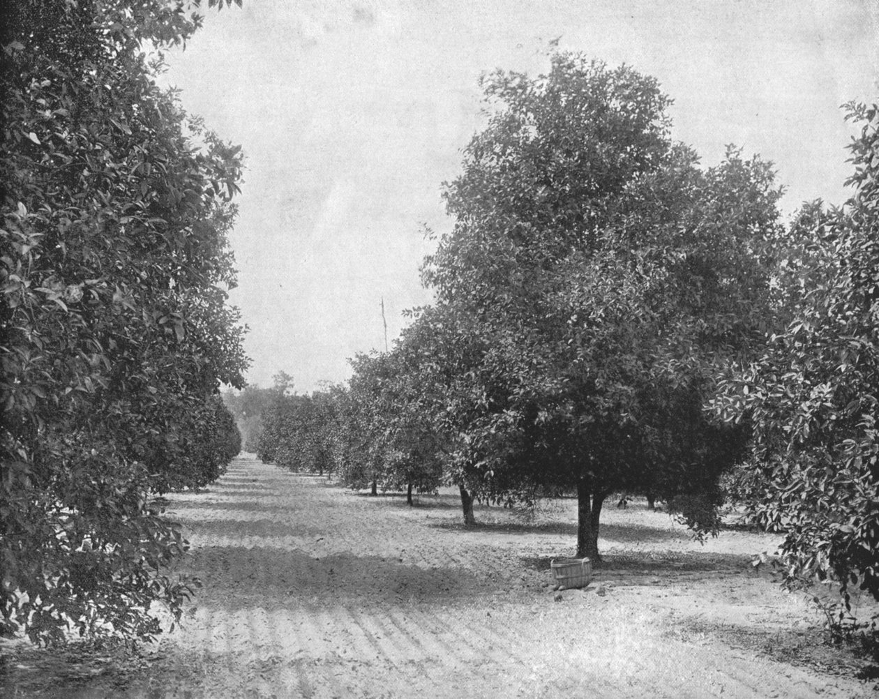 ऑरेंज ग्रोव, सेविले, फ्लोरिडा, यूएसए, c1900। द्वारा अज्ञात