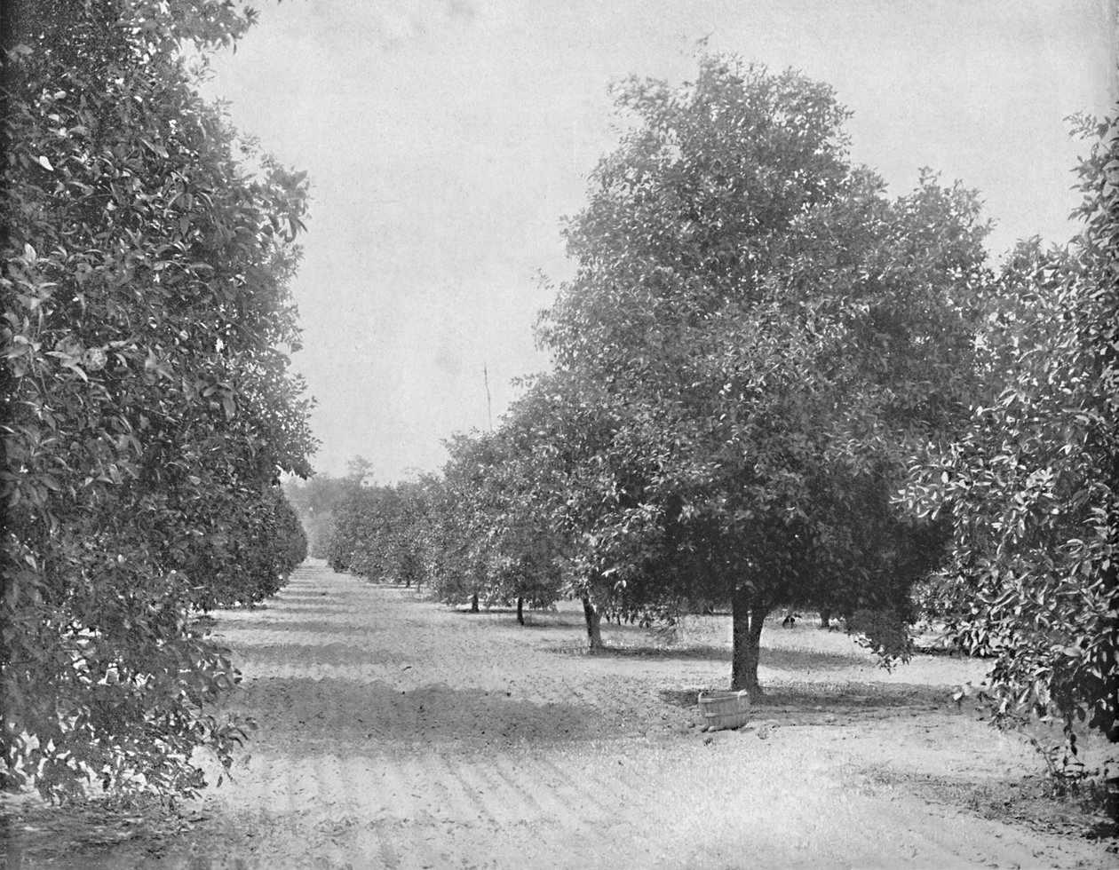 ऑरेंज ग्रोव, सेविले, फ्लोरिडा, सी 1897। द्वारा अज्ञात