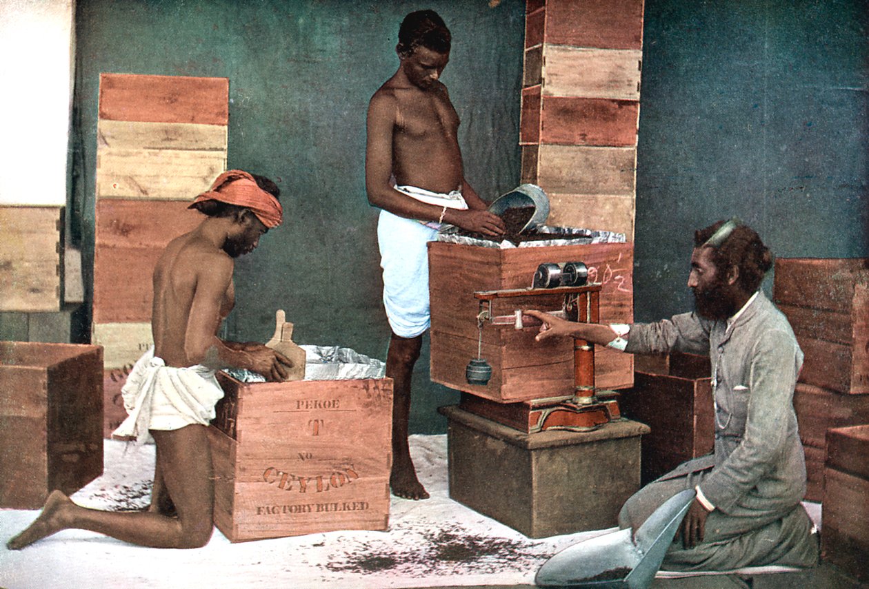 सीलोन श्रीलंका एस्टेट, 1905 में निर्यात के लिए चाय की पैकिंग और वजन द्वारा अज्ञात