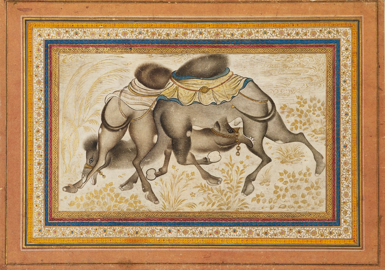 बिखरे हुए मुराक्का' या एल्बम का पृष्ठ, जिसमें दो ऊँटों को लड़ते हुए दर्शाया गया है, पेंटिंग c1675 द्वारा अज्ञात