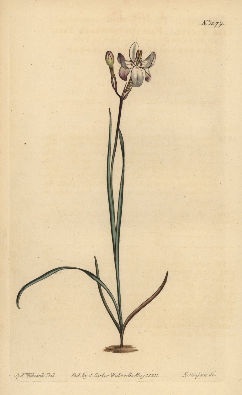 चित्रित फूल ixia, Ixia fucata द्वारा अज्ञात