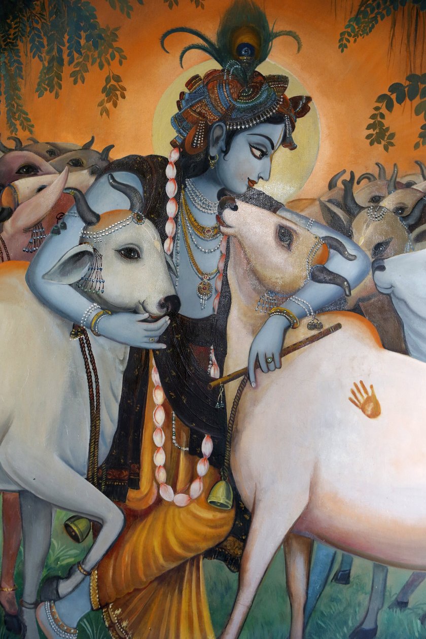 हिंदू भगवान कृष्ण को गायों को गले लगाते हुए चित्र। इंडिया द्वारा अज्ञात