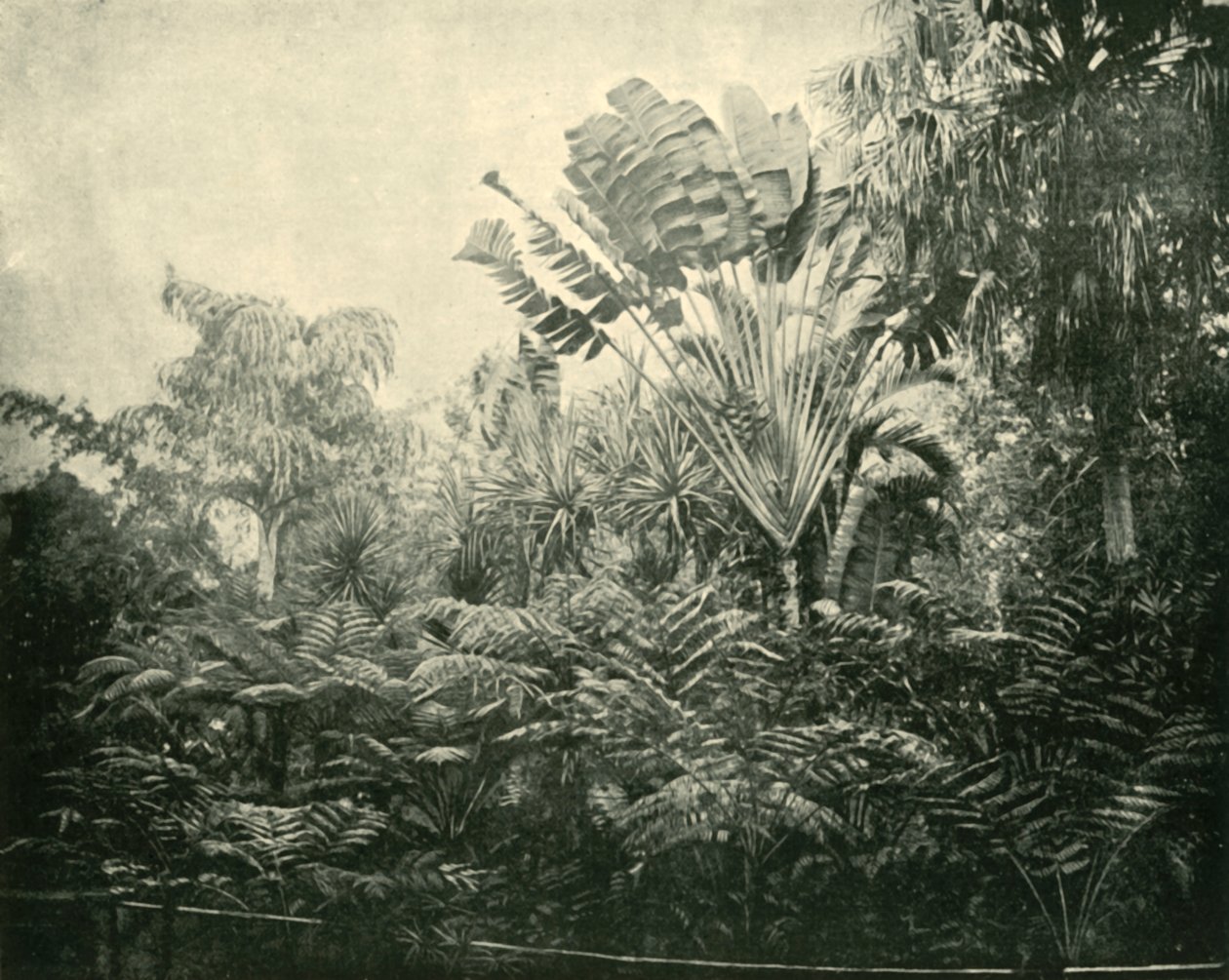 पाम और फर्न द्वीप, वनस्पति उद्यान, ब्रिस्बेन, 1901। द्वारा अज्ञात