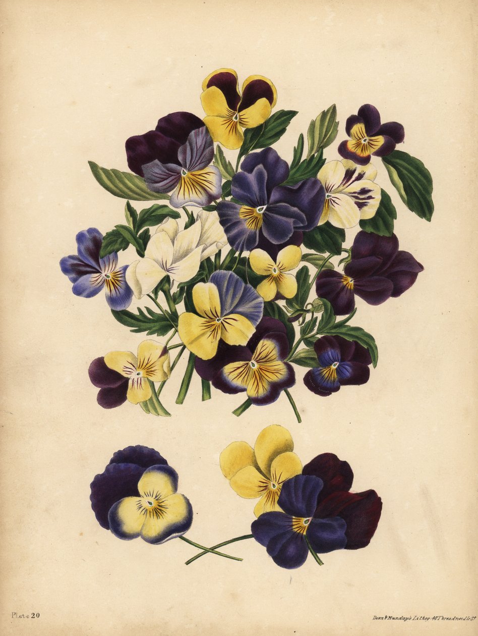 Pansies, Pensees, या Heart's Ease, Viola तिरंगा, विचार: आप मेरे विचारों पर कब्जा करते हैं या Pensez a Moi द्वारा अज्ञात