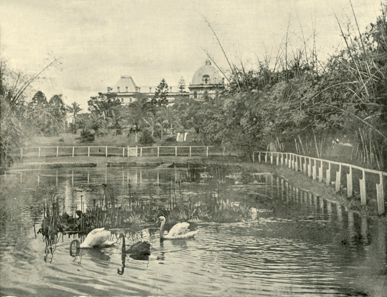 पपीरस तालाब, ब्रिस्बेन बॉटनिकल गार्डन, 1901। द्वारा अज्ञात