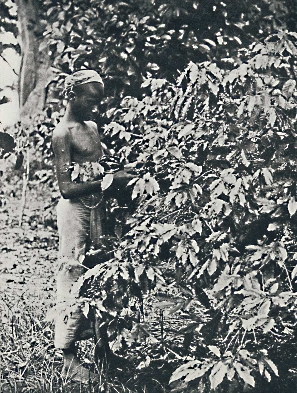 पिकिंग कॉफी, 1916 द्वारा अज्ञात