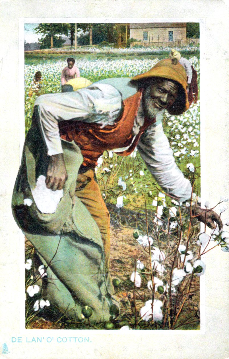 कॉटन, यूएसए, पोस्टकार्ड, c1900 को चुनना द्वारा अज्ञात