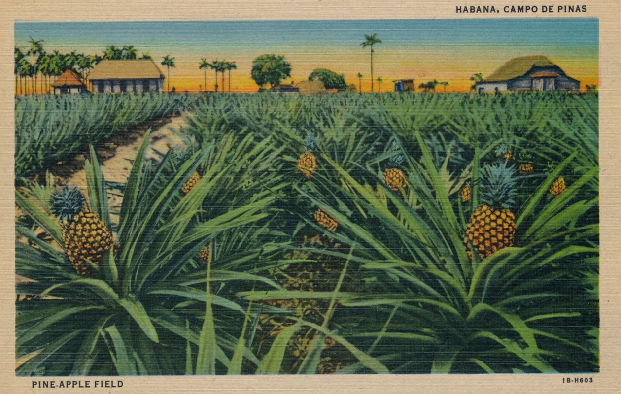 पाइन-ऐपल फील्ड - हवाना, कैम्पो डी पिनास, c1910 द्वारा अज्ञात