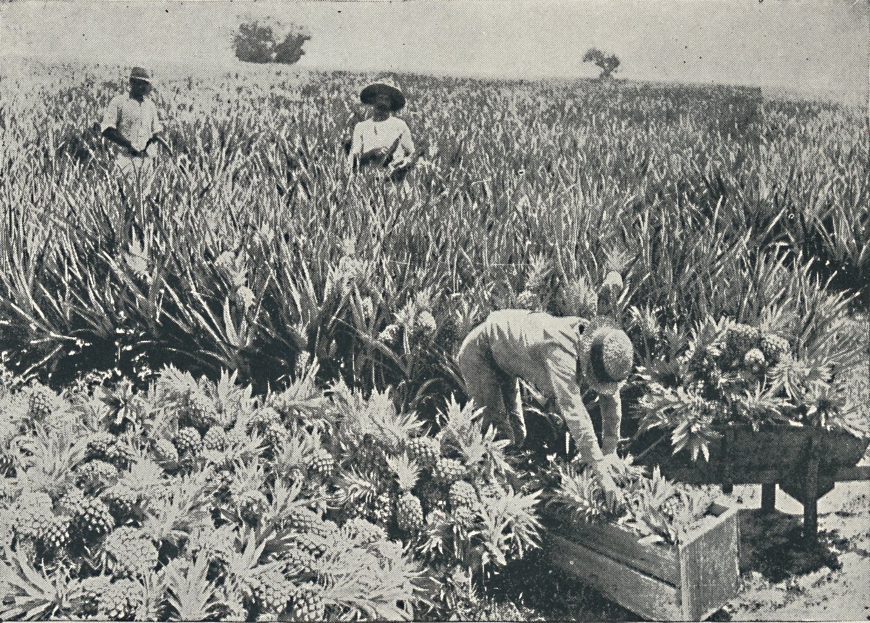 पाइन-एप्पल प्लांटेशन, 1916 द्वारा अज्ञात