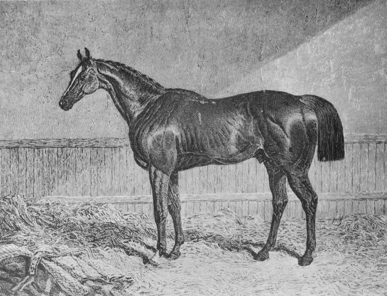प्लेनिपोटेंटरी, 1831-1854, 1911 द्वारा अज्ञात