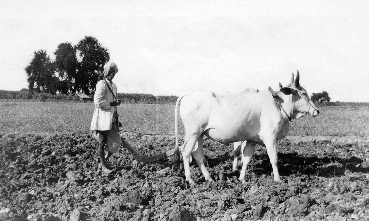 भारत में जुताई, 1917 द्वारा अज्ञात