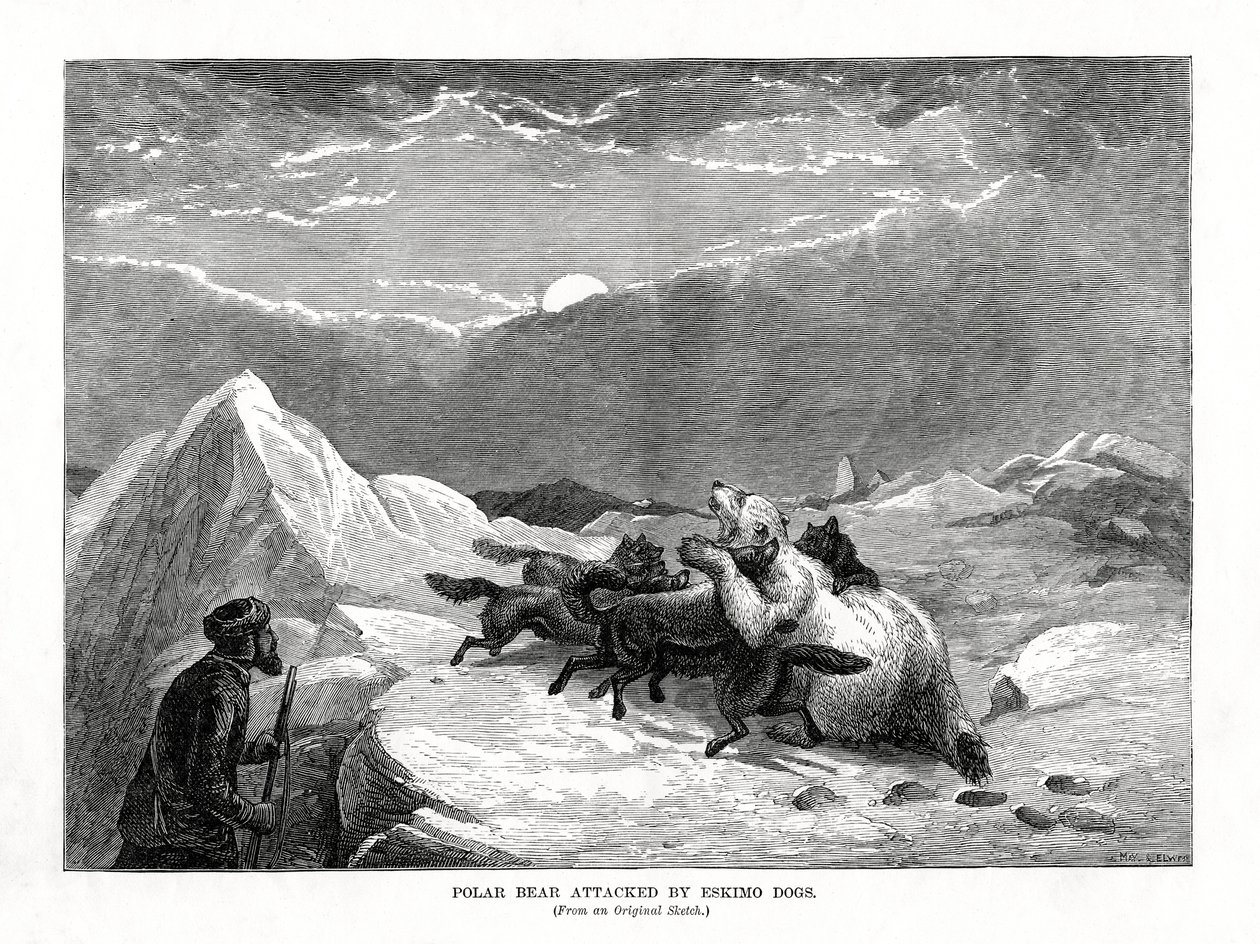 1877 में एस्किमो डॉग्स द्वारा हमला किया गया पोलर बेयर द्वारा अज्ञात