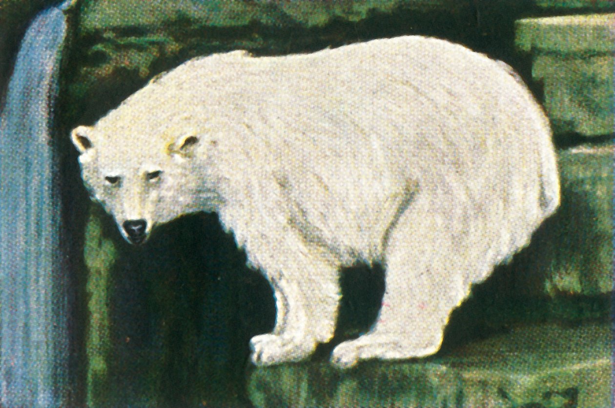 Spitzbergen से ध्रुवीय भालू, c1928। द्वारा अज्ञात