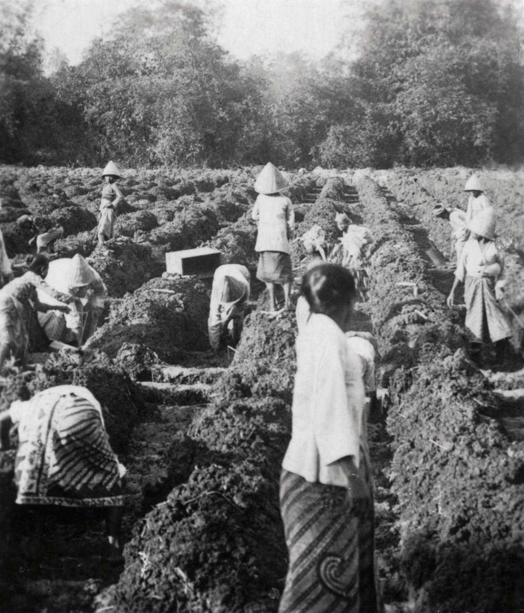एक चीनी वृक्षारोपण, जावा, डच ईस्ट इंडीज, 1927 में सिंचाई चैनल तैयार करना द्वारा अज्ञात