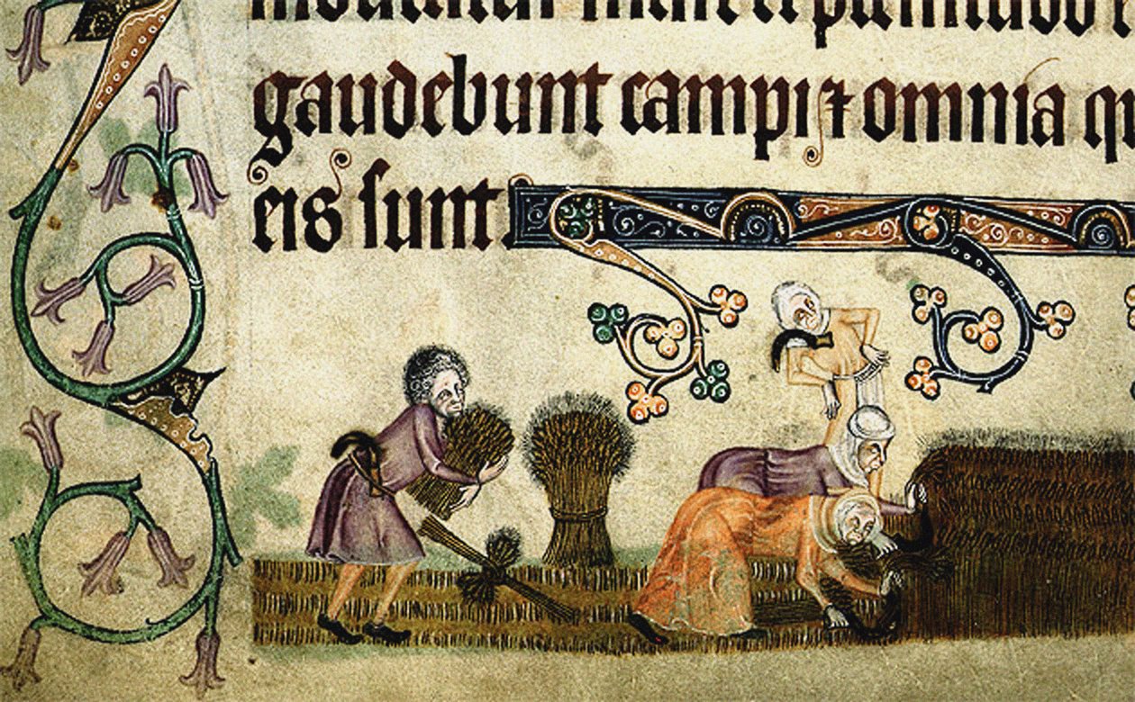 Luttrell Psalter, 1330 से शेप काटना और बांधना द्वारा अज्ञात