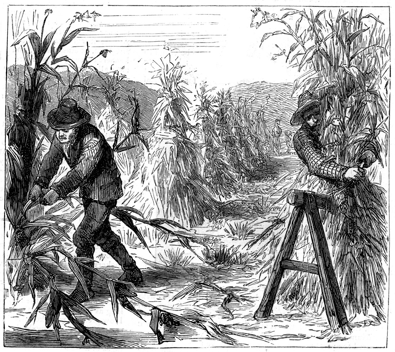 सूखा, लेक ड्री, कनाडा, 1880 में रीपिंग और सॉकिंग-अप कॉर्न द्वारा अज्ञात
