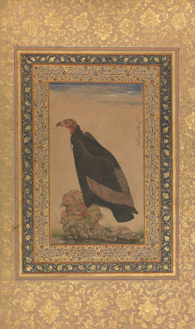 लाल सिर वाला गिद्ध, शाहजहाँ एल्बम से फोलियो, रेक्टो और वर्सो: 19वीं सदी की शुरुआत में। द्वारा अज्ञात