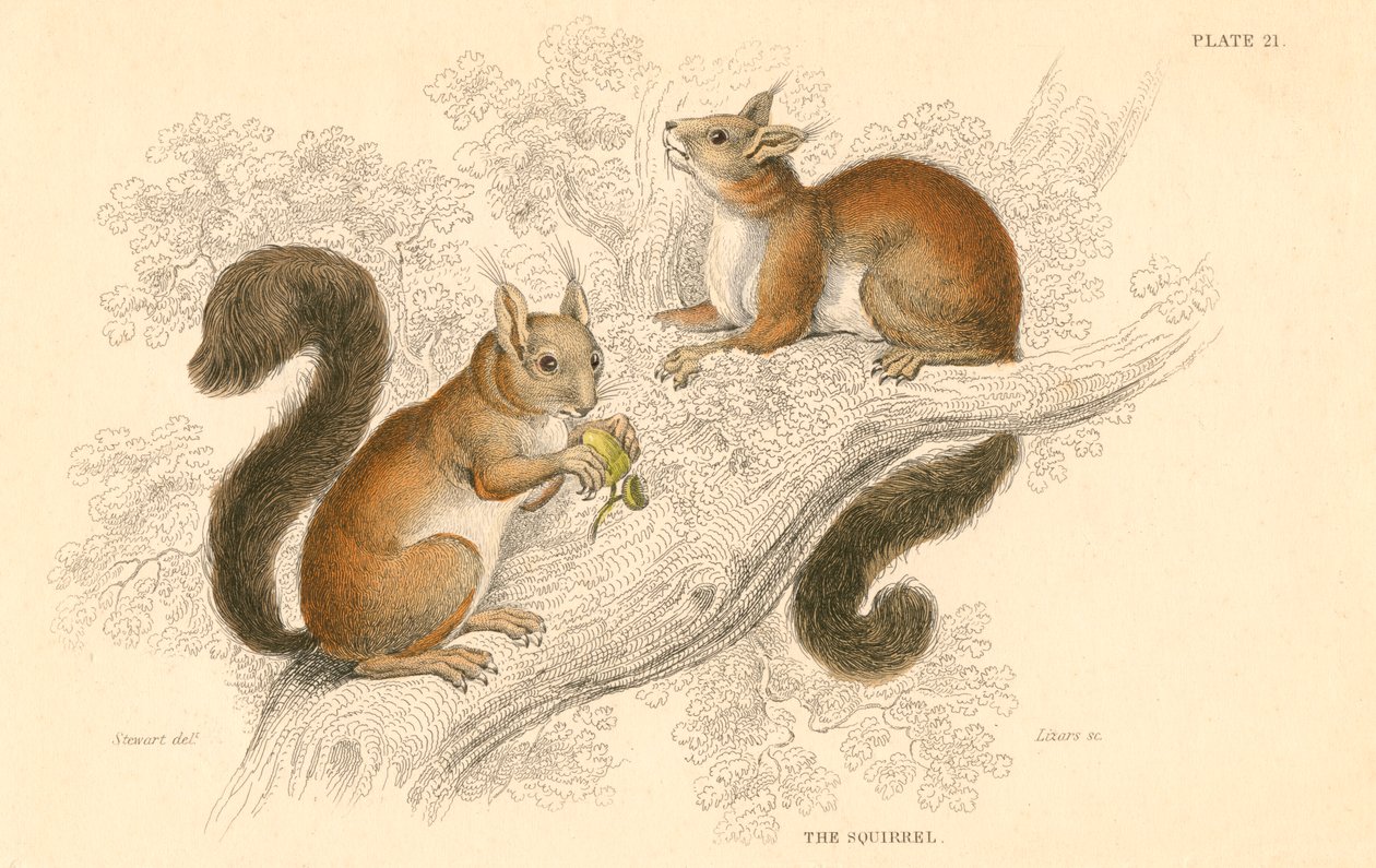 लाल गिलहरी Sciurus vulgaris, वृक्ष-जीवित कृंतक मूल यूरोप और एशिया के लिए, 1828 द्वारा अज्ञात
