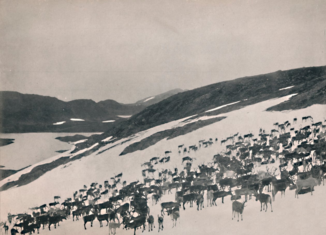 1914, पहाड़ों पर हिरन। द्वारा अज्ञात