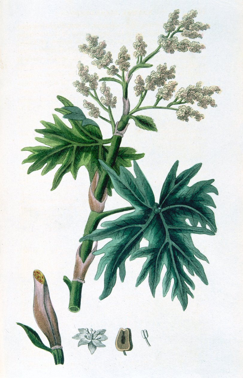 ररबर्ब, 1823 द्वारा अज्ञात