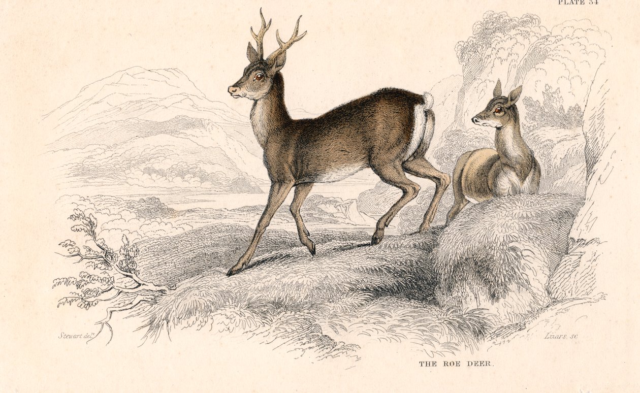 रोए हिरण कैप्रोलस कैपेरोलस, हिरण की यूरेशियन प्रजाति, 1828 द्वारा अज्ञात