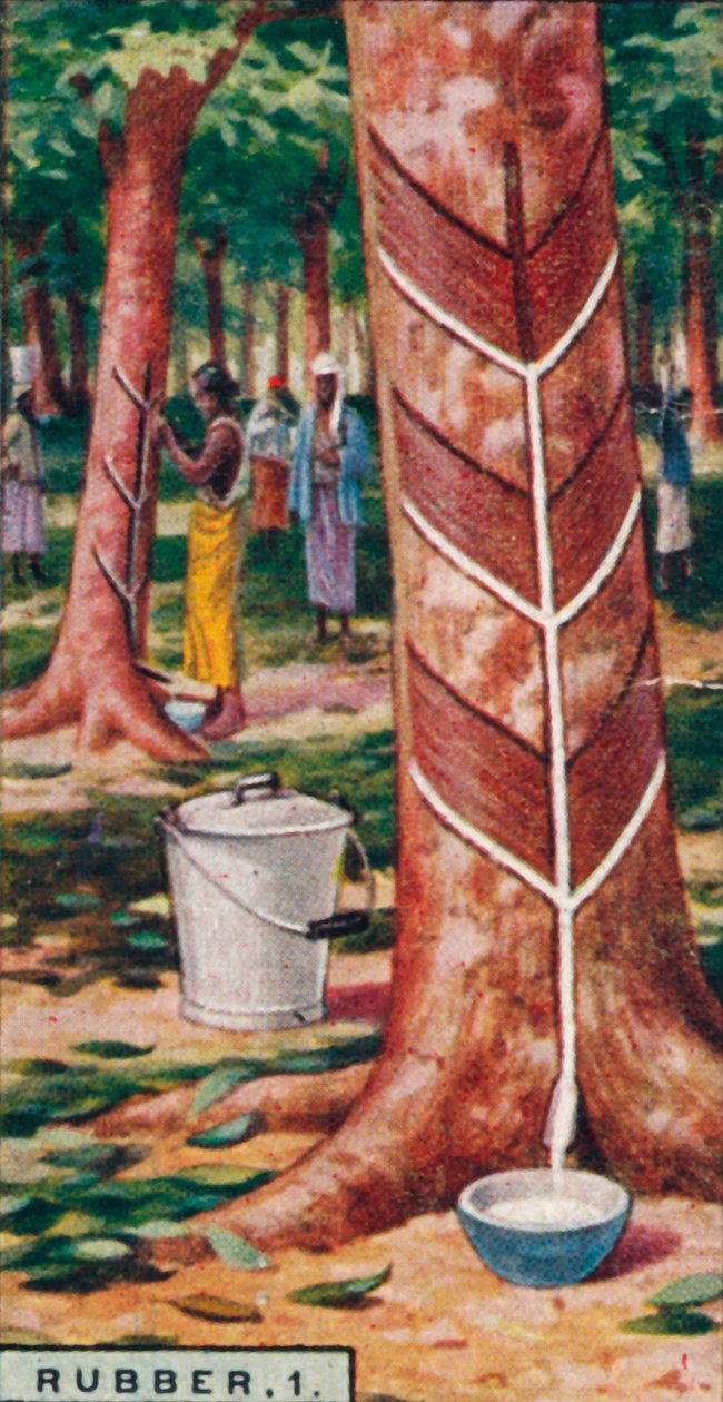 रबर, 1. पेड़ों का दोहन, सीलोन, 1928 द्वारा अज्ञात