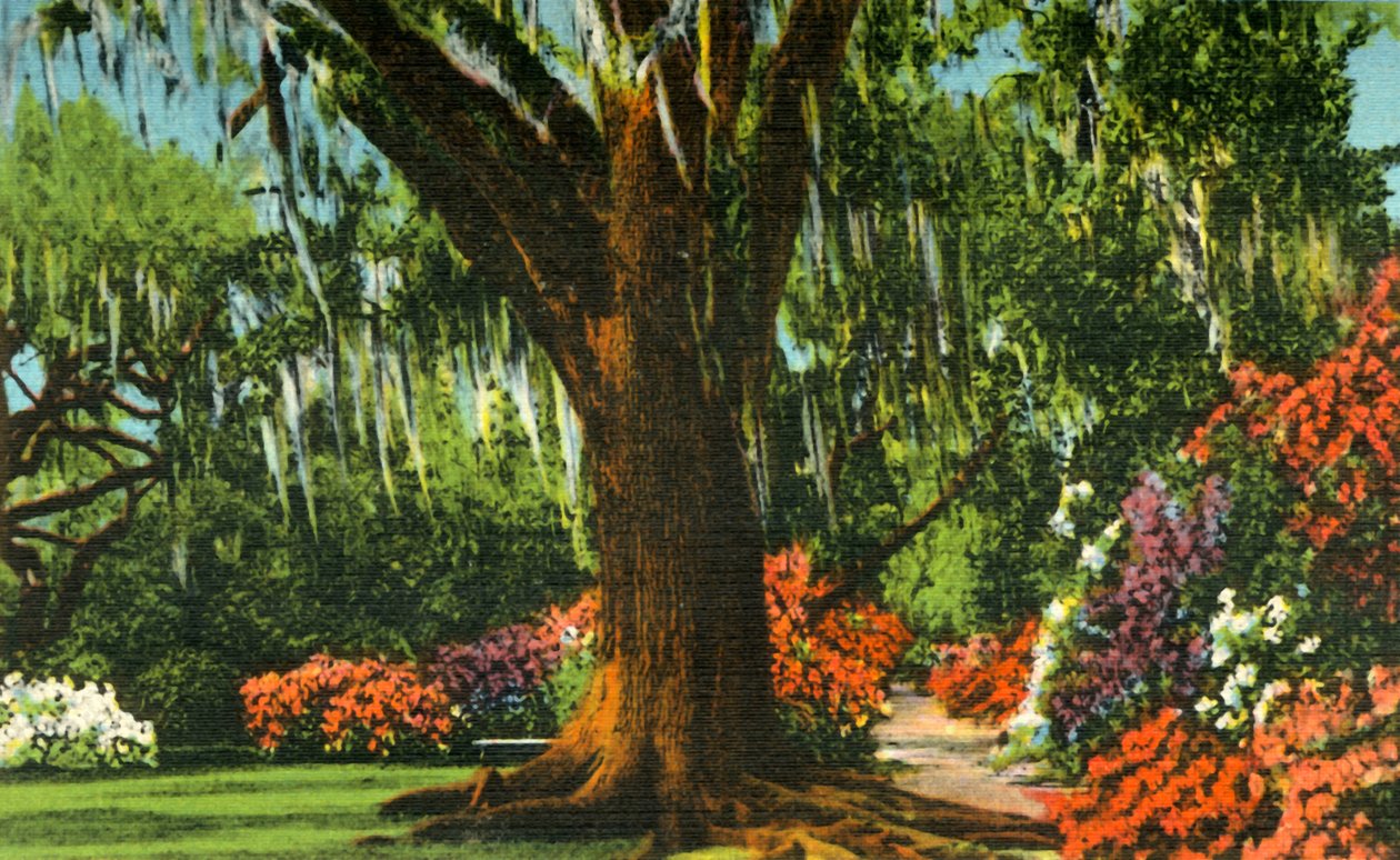 चार्लेस्टन, SC, 1942 के पास मैगनोलिया गार्डन में दृश्य। द्वारा अज्ञात