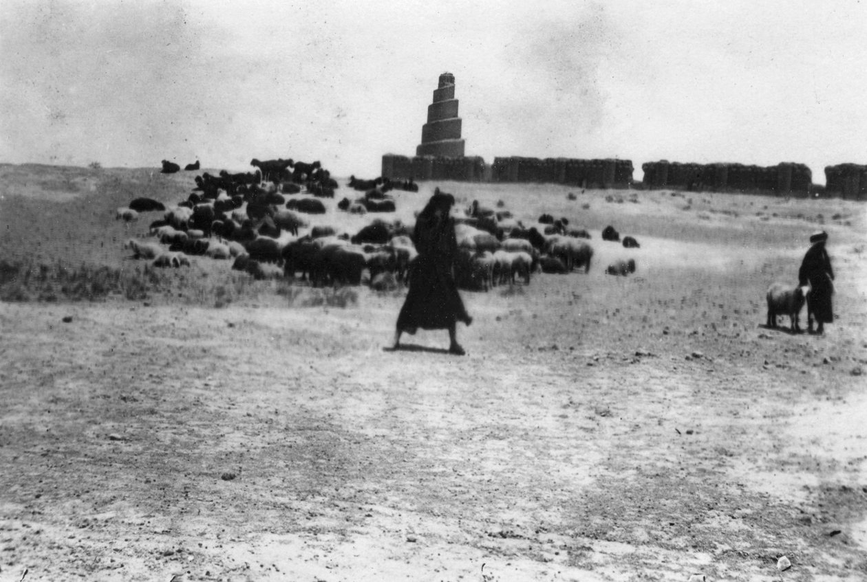 समरा, मेसोपोटामिया, 1918 के बाहर चरने वाली भेड़ें द्वारा अज्ञात