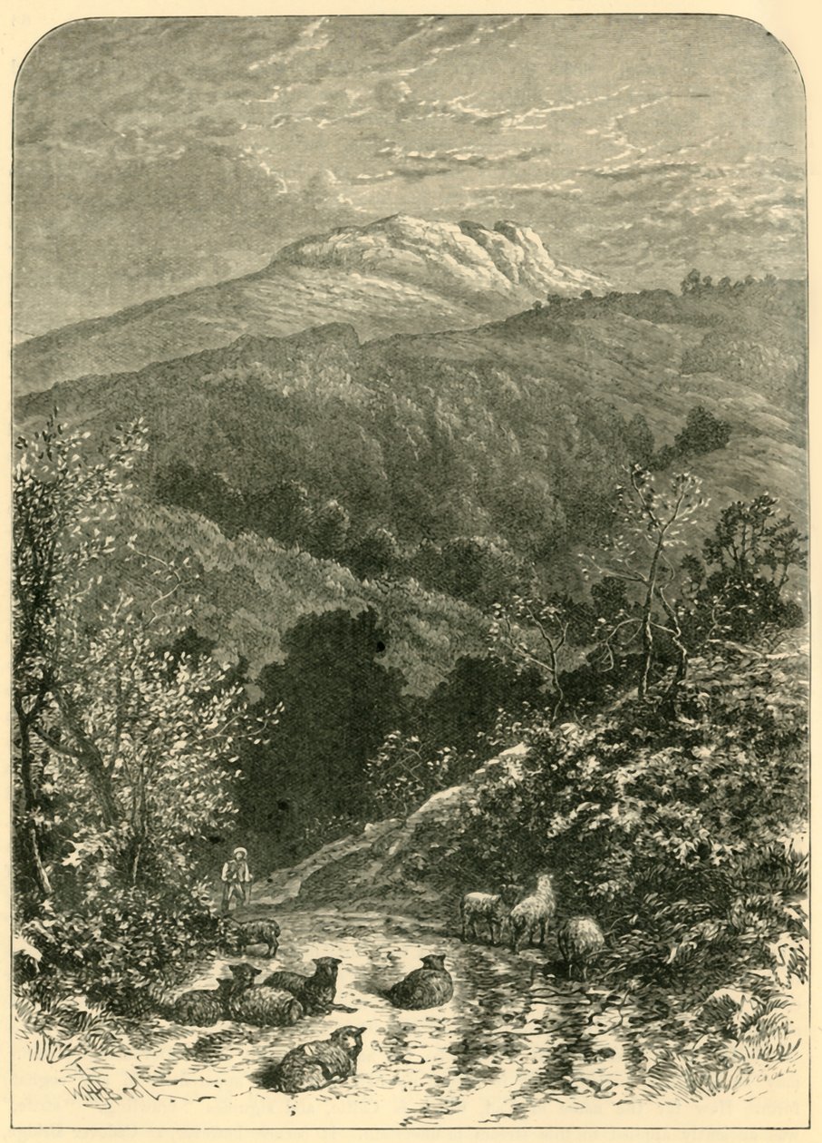 भेड़ का बच्चा, 1898। द्वारा अज्ञात