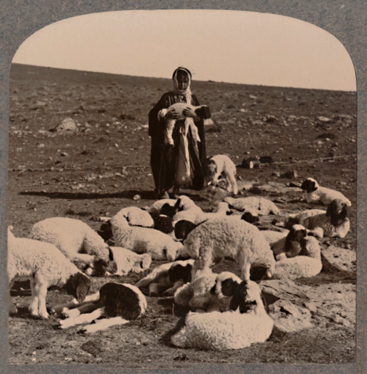 चरवाहा और झुंड, c1900 द्वारा अज्ञात