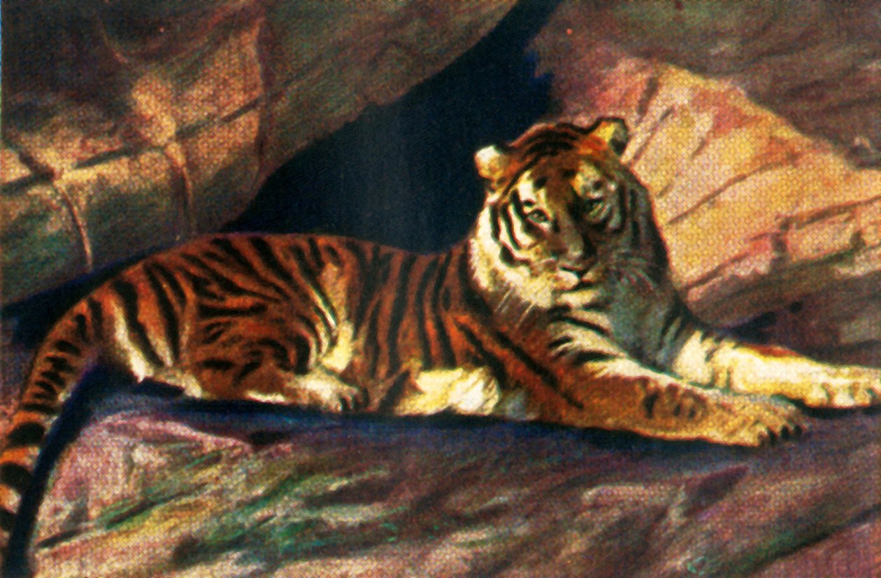साइबेरियाई बाघ, c1928 द्वारा अज्ञात