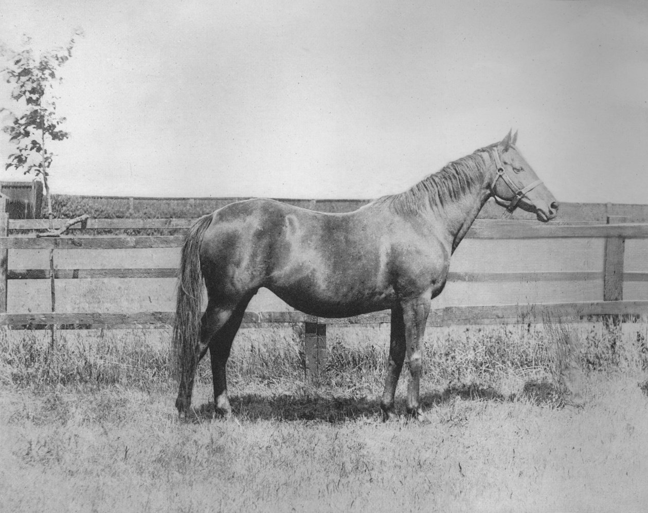 मिस, 1911 द्वारा अज्ञात