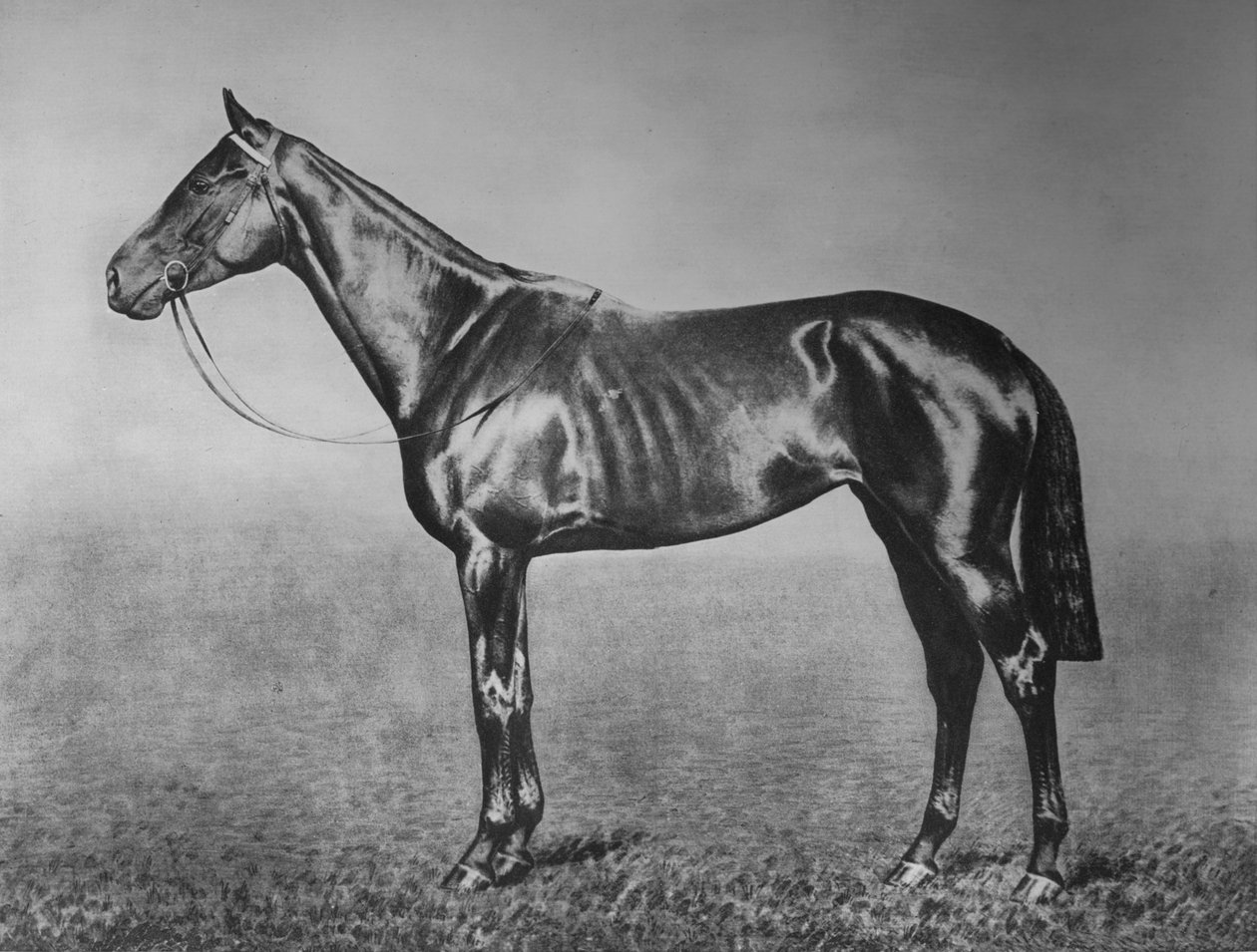 सिग्नोरिट्टा, 1905-1928, 1911 द्वारा अज्ञात