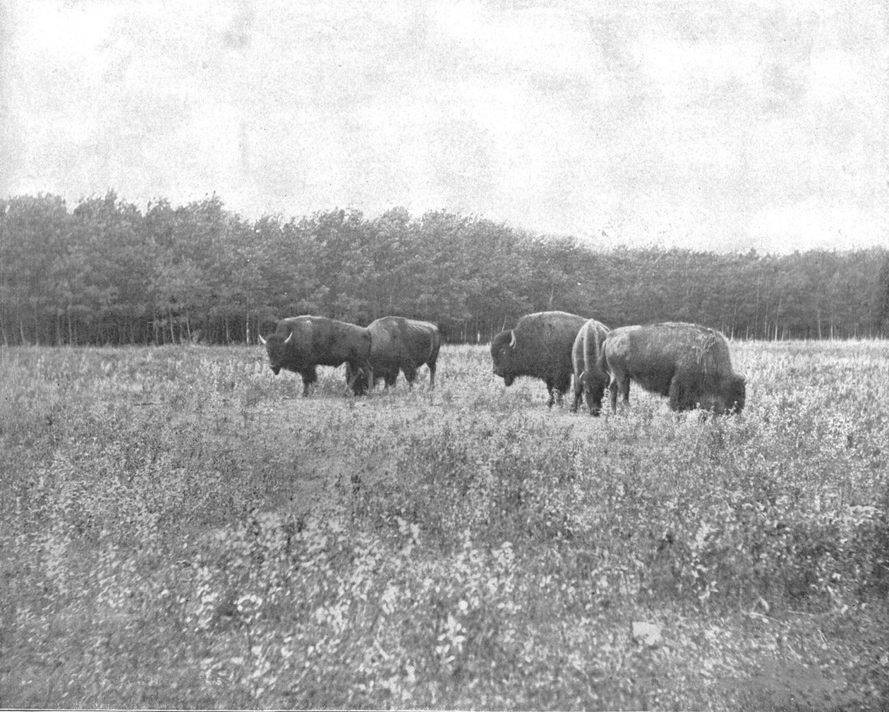 सिल्वर हाइट्स, विन्निपेग, कनाडा, c1900। द्वारा अज्ञात