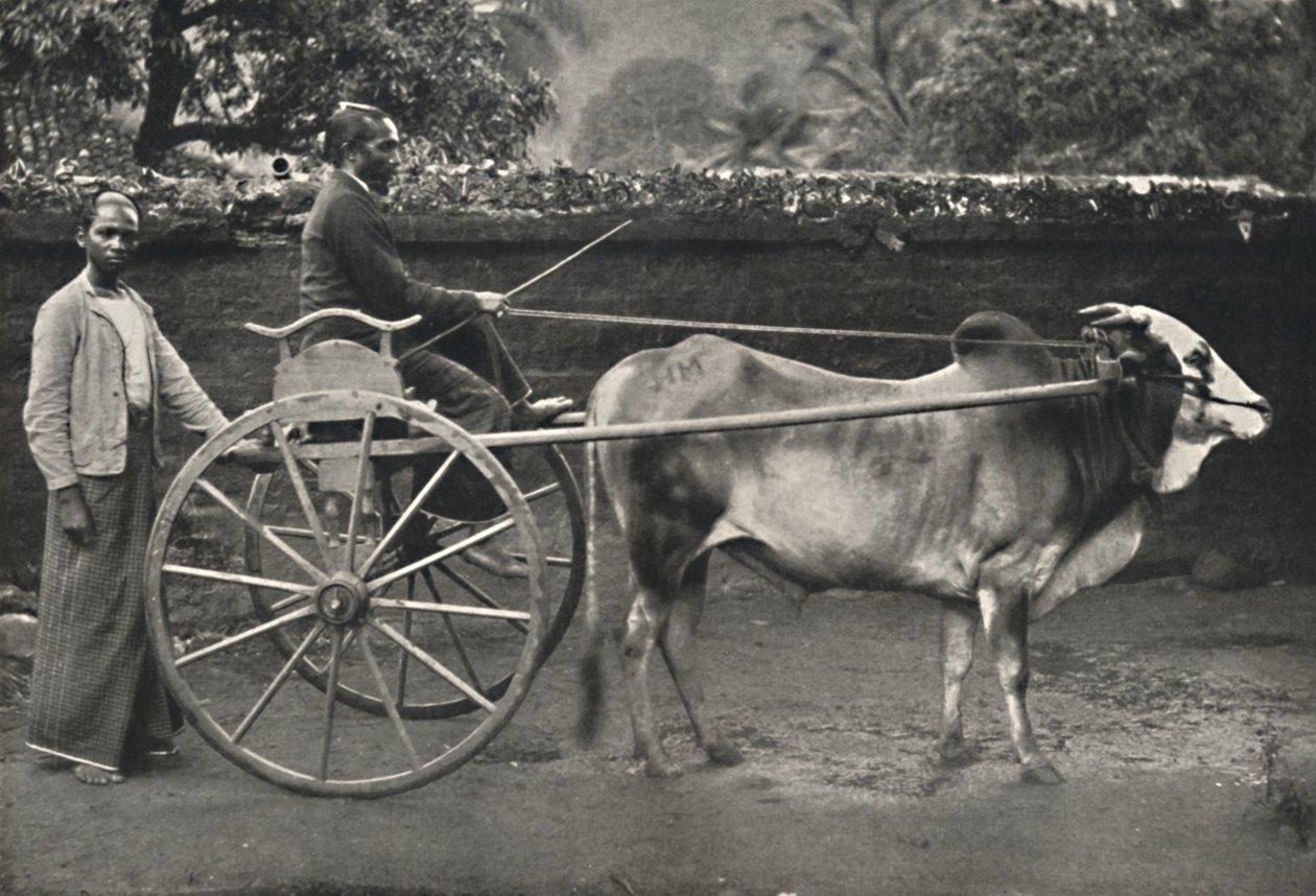 सिंहल ज़ेबरा वैगन, 1926 द्वारा अज्ञात