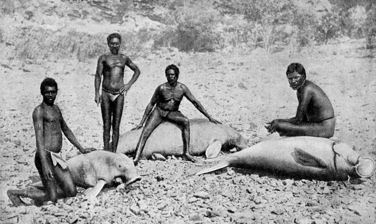 स्पीयर्ड मैनैटे, उत्तर-पश्चिम ऑस्ट्रेलिया, 1922 द्वारा अज्ञात