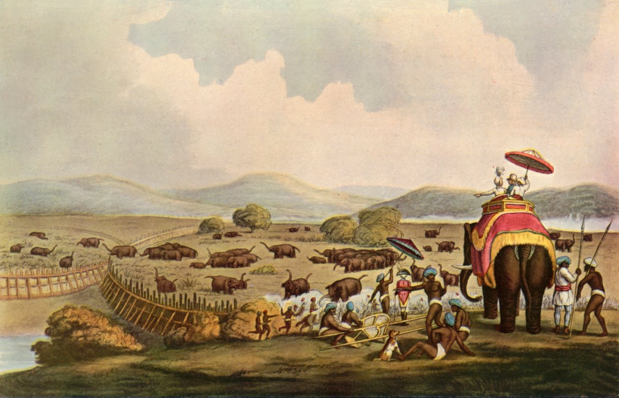 स्पोर्ट इन इंडिया - ए केडदाह में हाथी, c1808, 1901। द्वारा अज्ञात