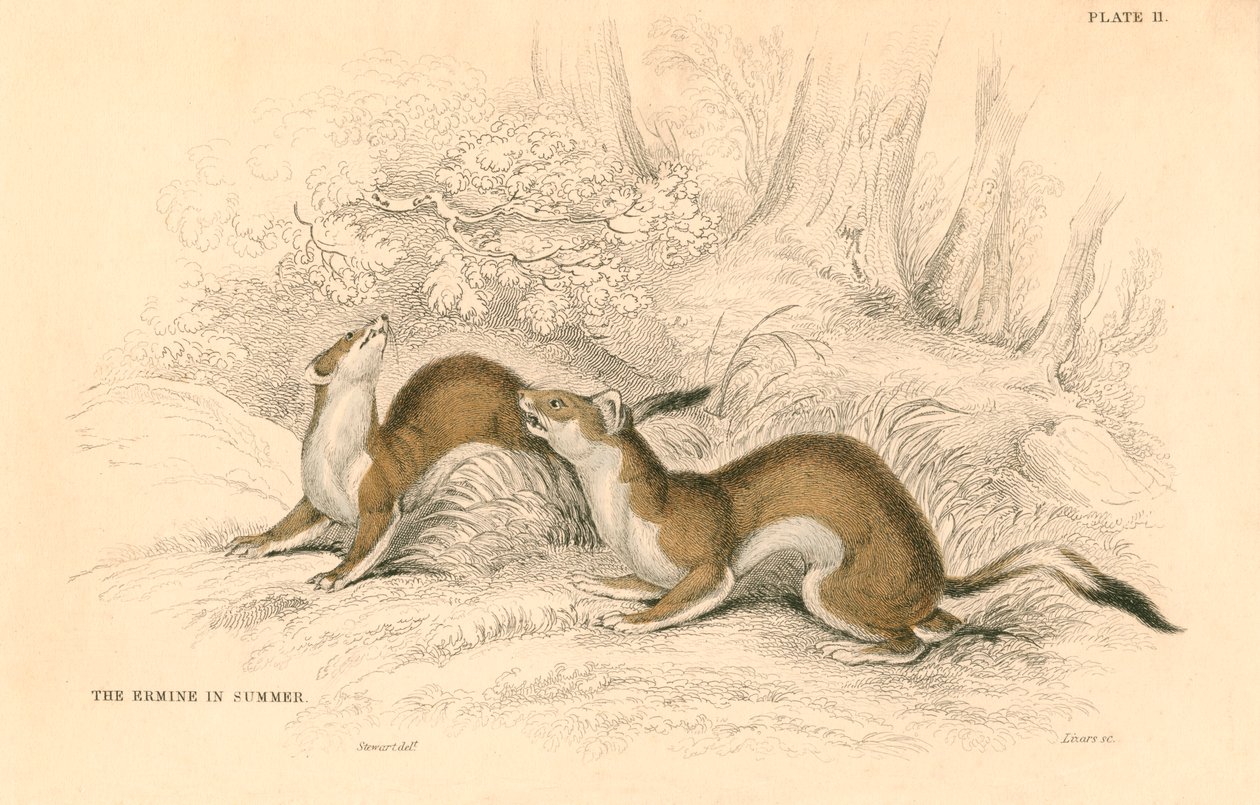 स्टोट मस्टेला erminea, वेसल परिवार के सदस्य, 1828 द्वारा अज्ञात